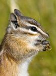 Chipmunk 8795